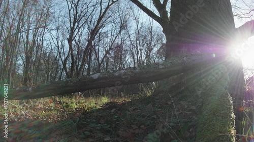 moving autumn landscape with trees and leaves in old natural forest, nature is cool series