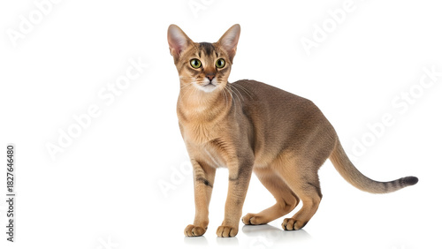 Savannah Cat Standing on White