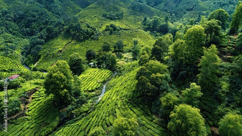Aerial view of lush, green terraced fields and trees with a river winding through the valley