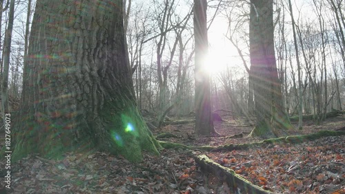 moving autumn landscape with trees and leaves in old natural forest, nature is cool series