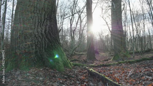 moving autumn landscape with trees and leaves in old natural forest, nature is cool series