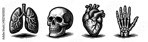 Human anatomy vintage engraving icons set, lungs skull heart skeleton hand