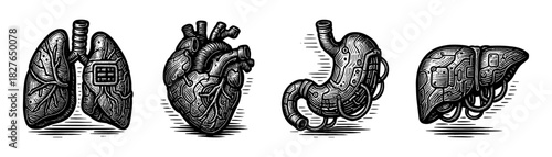Human organs vintage engraving icons set, lungs heart stomach liver anatomy