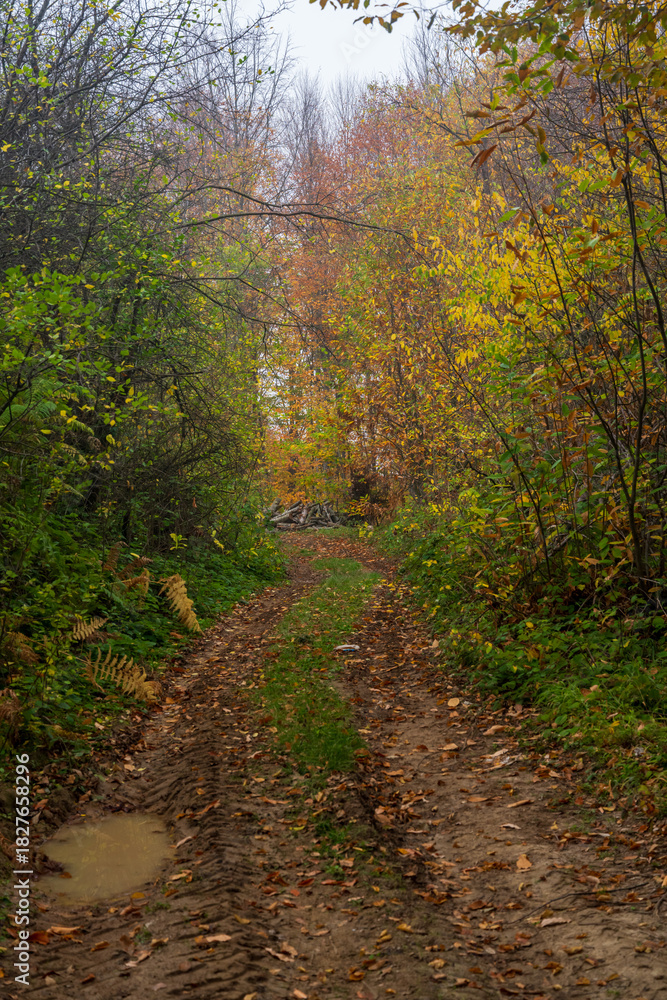 Obraz premium Narrow muddy forest track winds through dense autumn vegetation