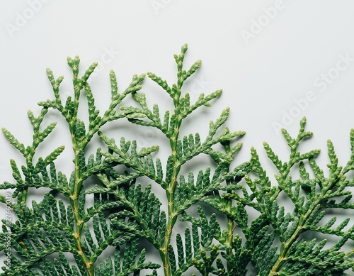 Wallpaper Mural Branch of green thuja on a white background Torontodigital.ca