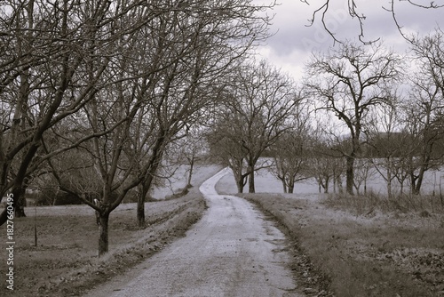 Route de campagne bordée d’arbres en hiver menant vers l’horizon