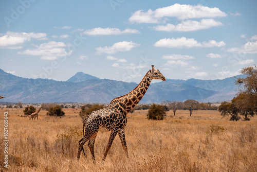Sticker giraffe in the savannah