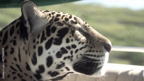 Close-up of a majestic jaguar in a vehicle on a wildlife safari.