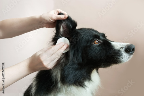 A Caucasian woman's hands wipe a border collie's ears with a cotton pad. Close-up against a beige background.