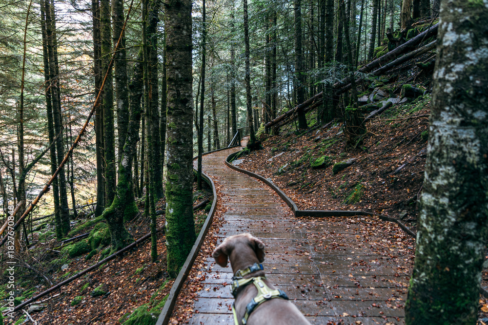 Obraz premium Weimaraner Dog Walking on Wooden Boardwalk Trail in a Dark Forest Landscape