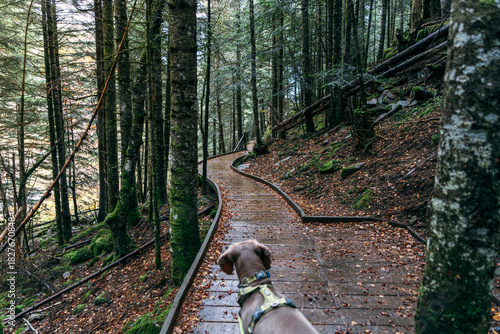Weimaraner Dog Walking on Wooden Boardwalk Trail in a Dark Forest Landscape