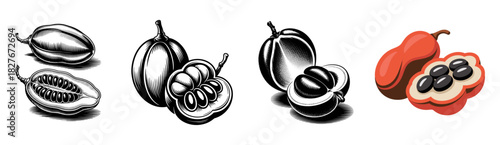 ackee fruit vector illustration set with silhouette, outline, color and engraved