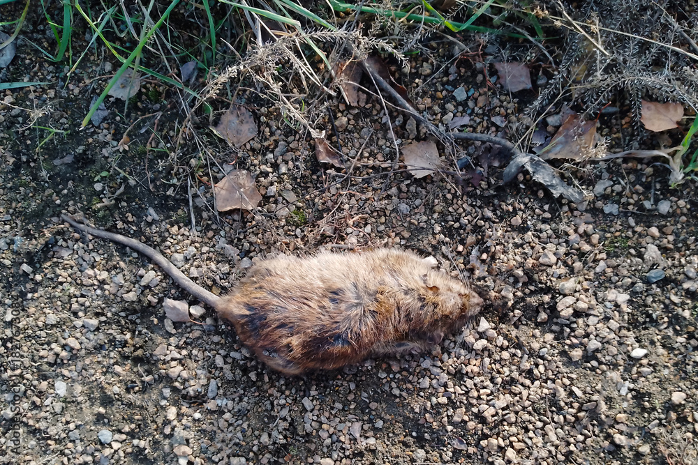 Fototapeta premium A dead rat on a dirt road near the grass. View from above.