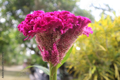 Fotografia A vibrant close-up of a magenta cockscomb flower (Celosia cristata) with its dis