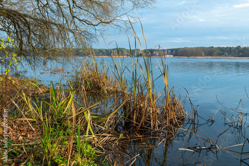 An autumn landscape with a lake, golden reeds, and calm water. 