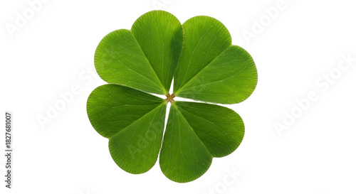 Foto Isolated four leaf clover, symbol of luck and Irish holiday St