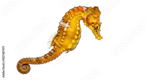 Tableau sur toile Isolated tiger tail seahorse in studio, yellow color variant, close-up view of a