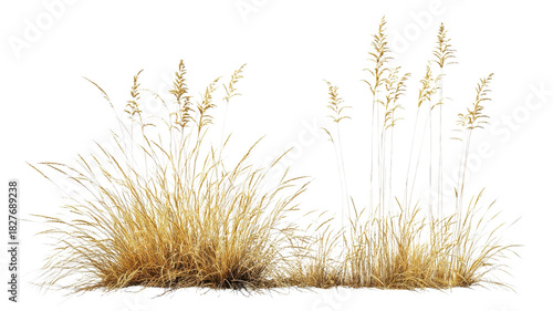 Tall golden grass swaying gently in the breeze during a sunny afternoon in a natural landscape.
