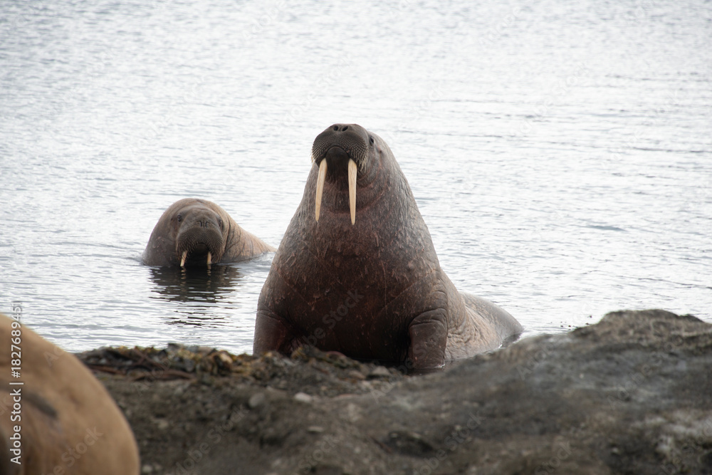 Fototapeta premium Morse, Odobenus rosmarus, Spitzberg, Svalbard, Norvège