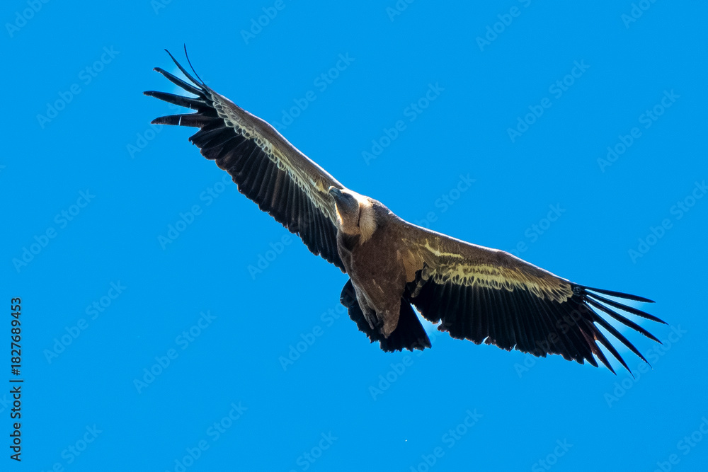 Fototapeta premium Vautour fauve