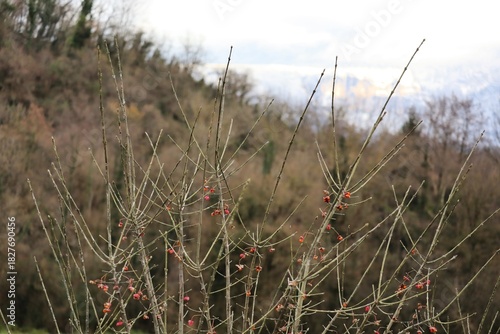 Branches hivernales et baies rouges en pleine nature