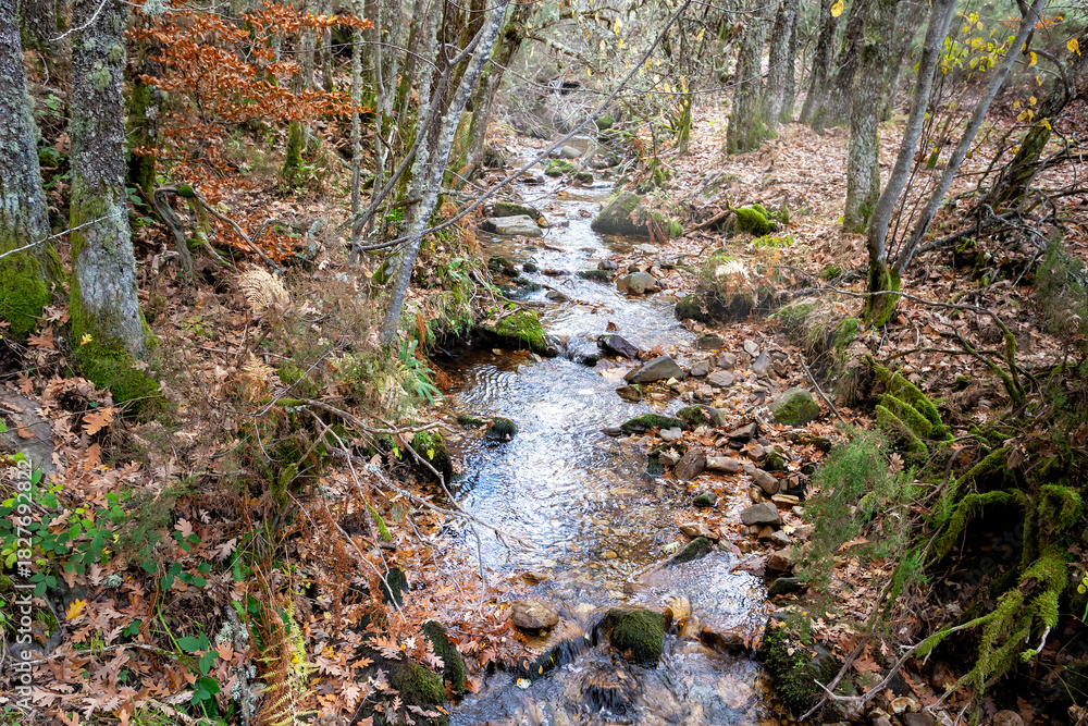 Fototapeta premium Arroyo en el hayedo