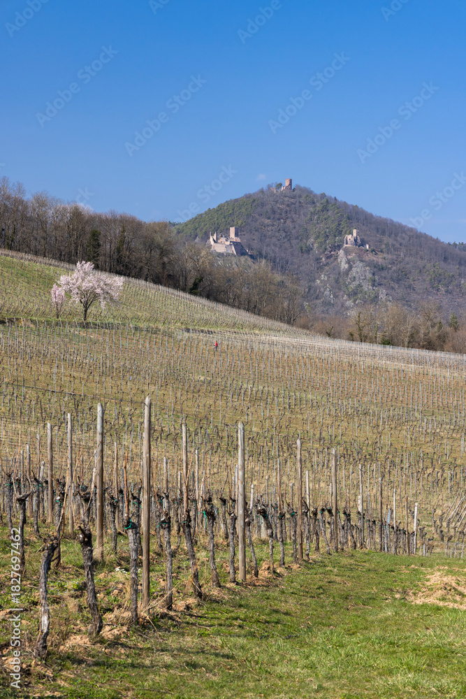 Fototapeta premium Three castles overlooking an Alsatian vineyard in spring