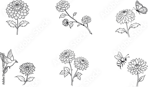 Botanical chrysanthemum flower and insect sketch outline vector