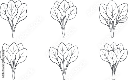 Different bunches of spinach blank line art set vector