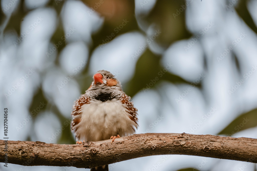 Obraz premium A zebra finch bird sitting on a branch outdoor at daytime in the wilderness of Australia with blurry background and space for text.