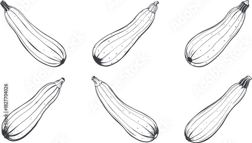 Hand drawn zucchini vegetable outline sketch illustration vector