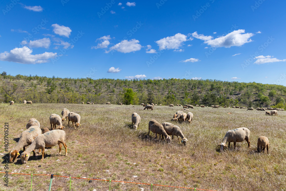 Fototapeta premium Sheep grazing in field on sunny day in Provence Alpes Cote d'Azur