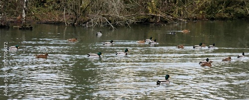 Un grand groupe de canards nage sur un étang entouré de végétation, créant des ondulations sur l’eau. Scène de nature sauvage mettant en valeur la faune aquatique et l’habitat humide.