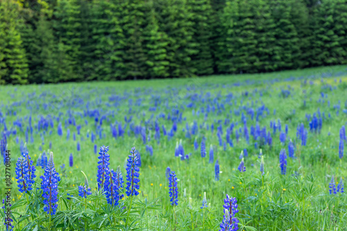 Fototapeta Naklejka Na Ścianę i Meble -  Wild blue lupine flowers blooming in green meadow