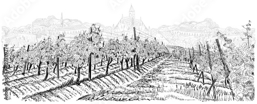 Vineyard landscape for both sides of path out to horizon with old city on it. Hand drawn sketch vector illustration isolated on white