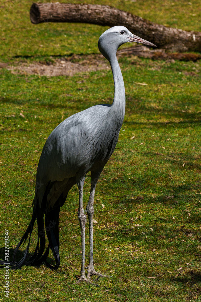 Naklejka premium The Blue Crane, Grus paradisea, is an endangered bird