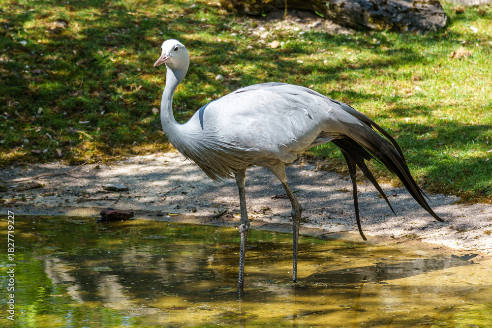 Naklejka premium The Blue Crane, Grus paradisea, is an endangered bird