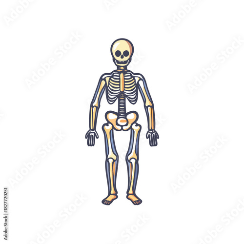 Skeleton Full Body Vector Color Icon Illustration
