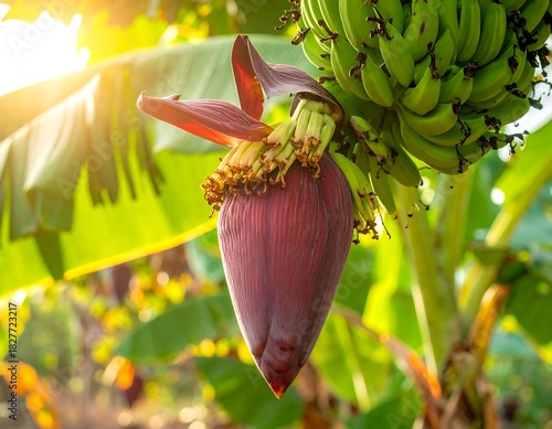 Banana tree blossom reveals its purplish heart. Green unripe bananas surround. Sun flares from the upper left