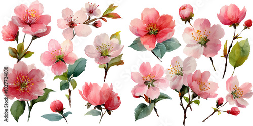 pink and white flowers