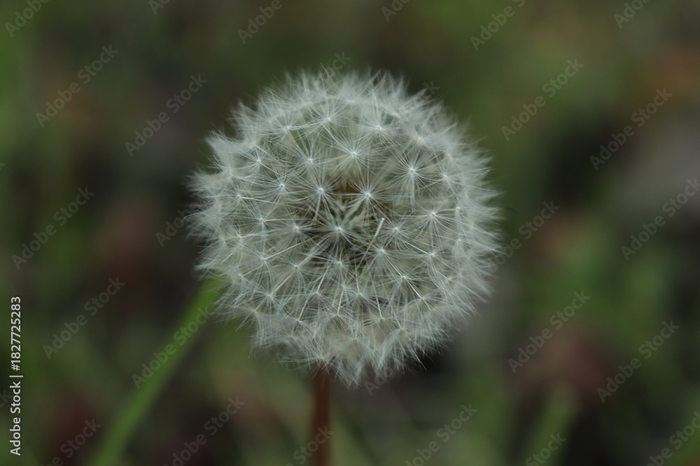 Obraz premium Delicate Dandelion Seed Head Against Soft Green Background