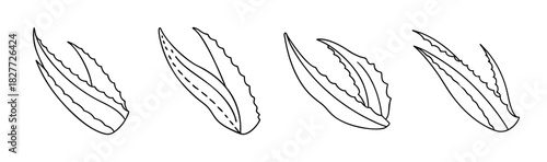 Botanical line art illustration of aloe vera leaves, health and nature