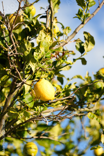 Wallpaper Mural A breathtaking lemon tree in full bloom, radiating vibrant yellow fruits and lush green leaves. Torontodigital.ca