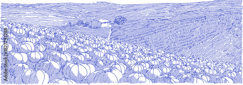 A blue and white drawing of a field of pumpkins. There are many pumpkins in the field. vector illustration