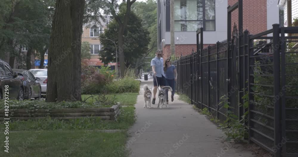 custom made wallpaper toronto digitalA couple on a walk through the streets of Chicago, Illinois. Walking along the sidewalk with their two energetic dogs.