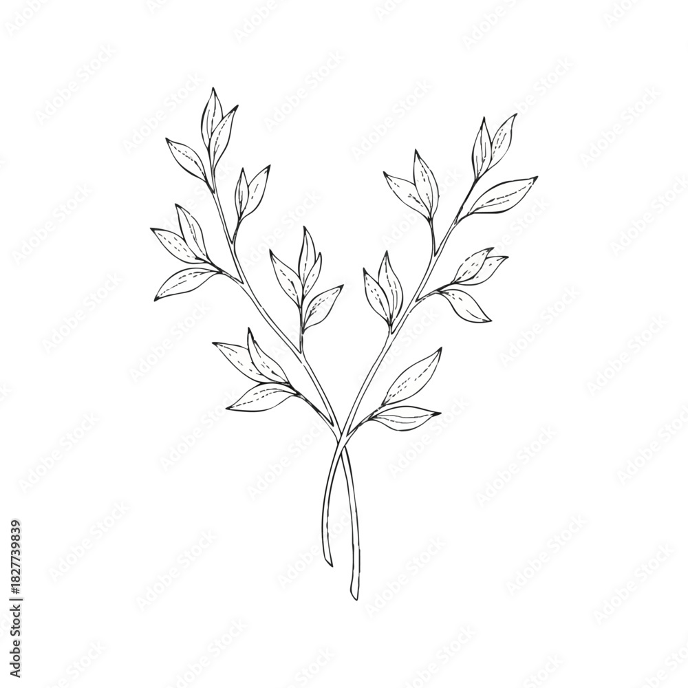 Fototapeta premium Line drawing of a plant with two stems and leaves on a white background in a simple style.