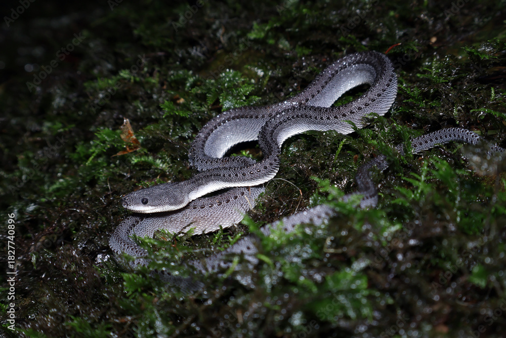 Obraz premium Dragon Snake (Xenodermus javanicus) coiled on moss, Nocturnal portrait of a unique dragon snake in tropical habitat, Javan dragon snake blending into dark moss