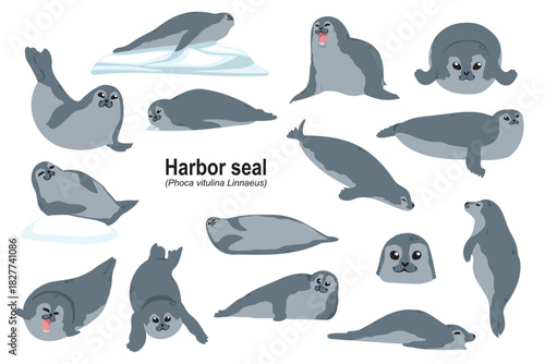 Phoca vitulina Harbor seal colored, hand drawn