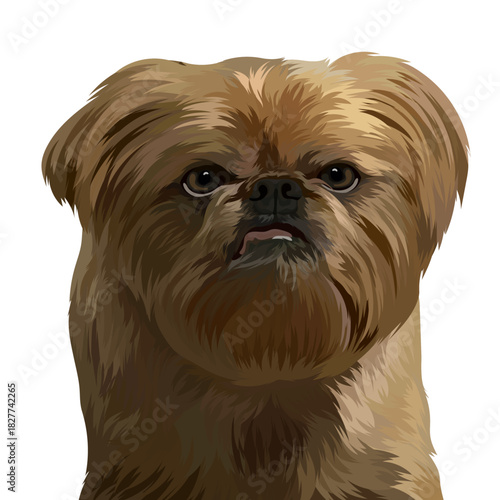 Brussels Griffon