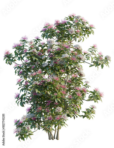 Clerodendrum quadriloculare tree front view, cutout, 4k png, transparent background, isolate, Blooming Bush with Pink and White Flowers for Garden Design Perfection
